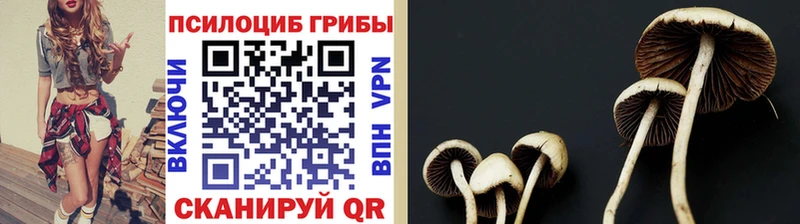 Псилоцибиновые грибы прущие грибы  купить наркоту  Горбатов 